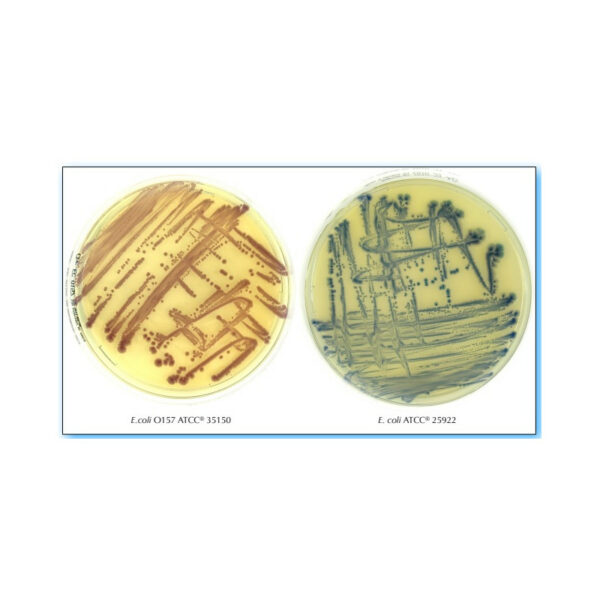CHROMATIC-E.COLI-O157